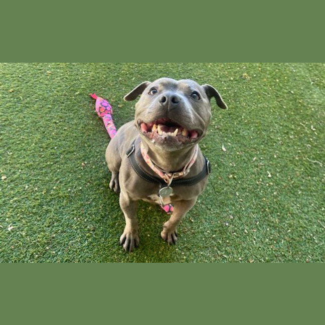 Photo of Penny