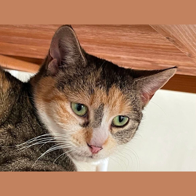 Photo of Peach