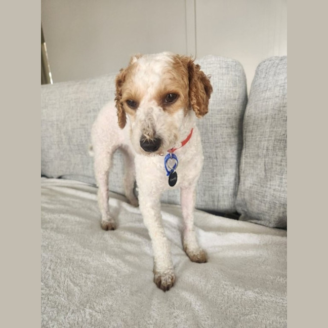 Photo of Derek   2 Year Old Mini Poodle