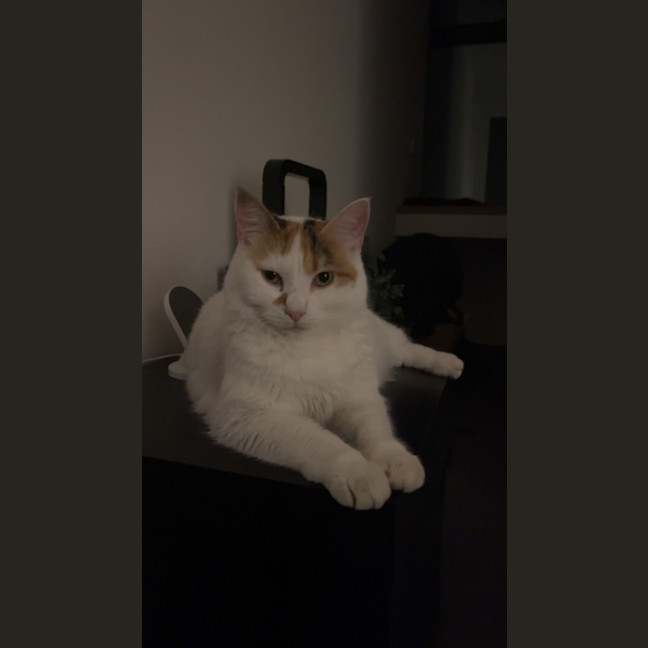 Photo of Bella   Located In Windsor