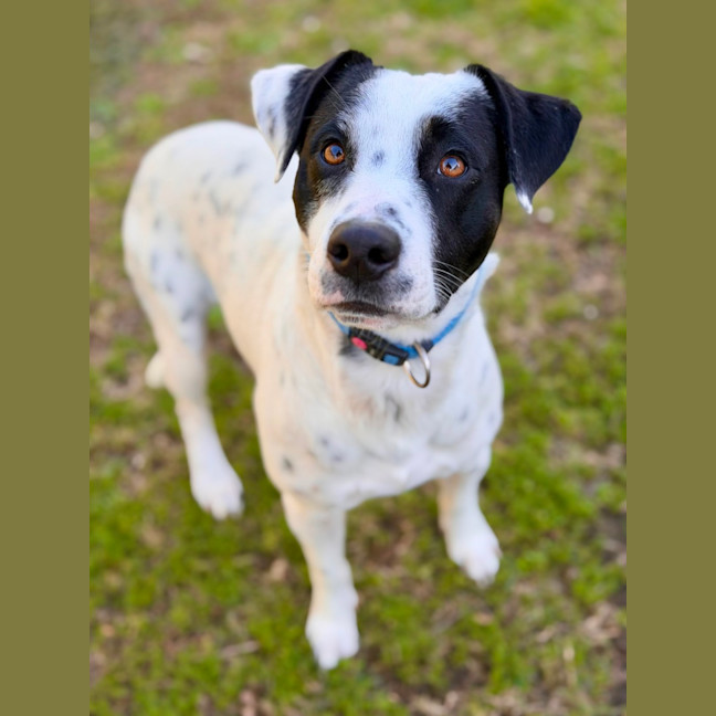 Photo of Sully
