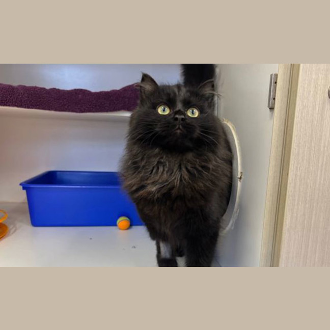 Photo of Luna