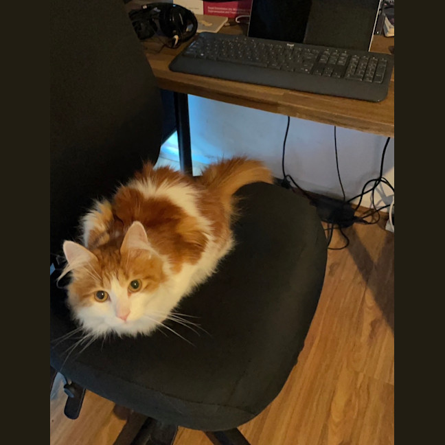 Photo of Nemo