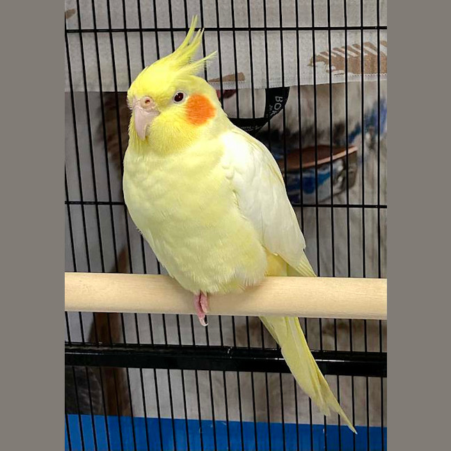 Photo of Butters