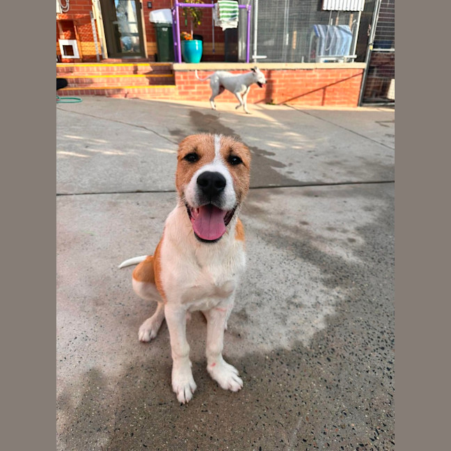 Photo of Junior! 🐶