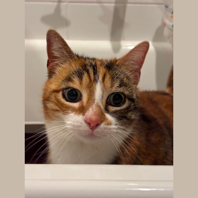 Photo of Mumma Cat