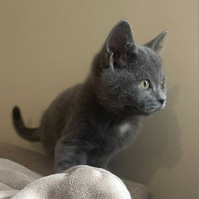 Photo of Dione