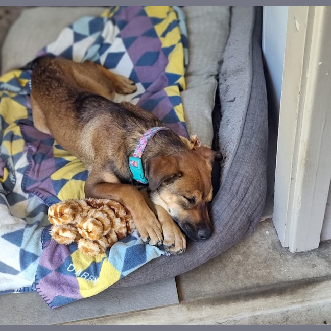 Photo of Bee   5 Month Old Ridgeback X