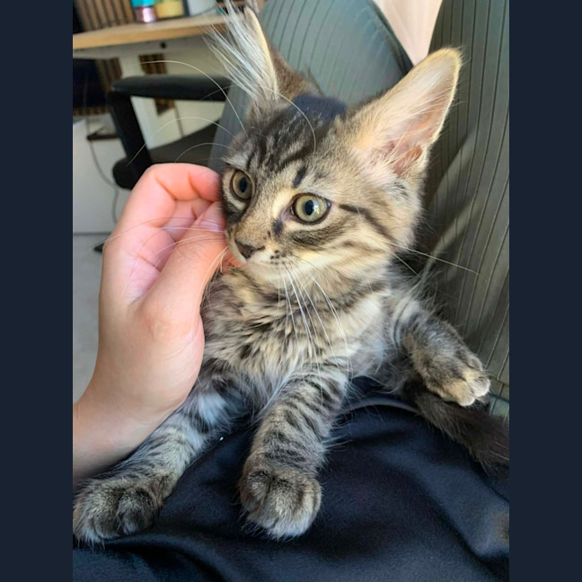 Photo of Socks & Mushroom