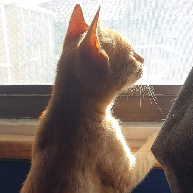 Photo of Dora The Explorer