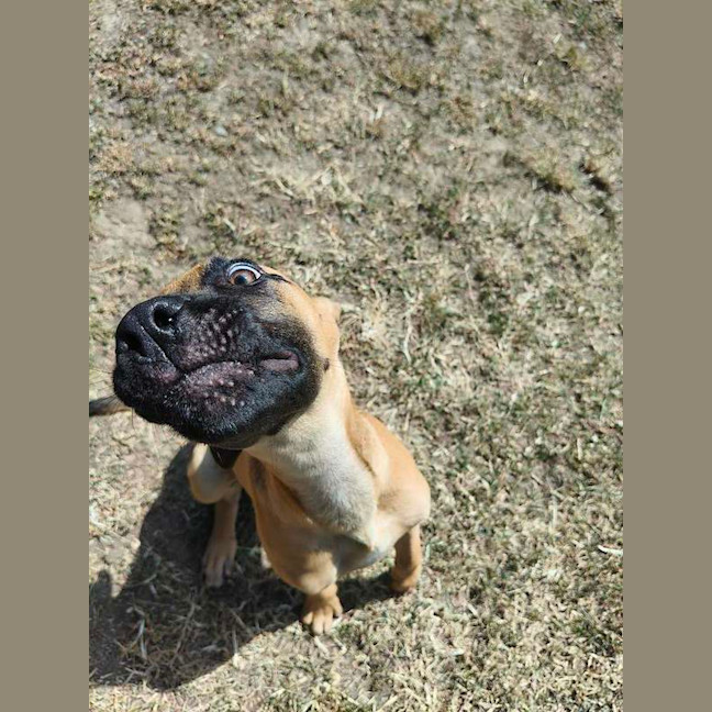 Photo of Scooby