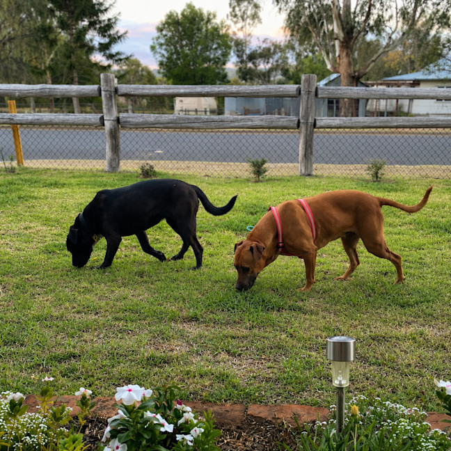 Photo of Allie & Skye