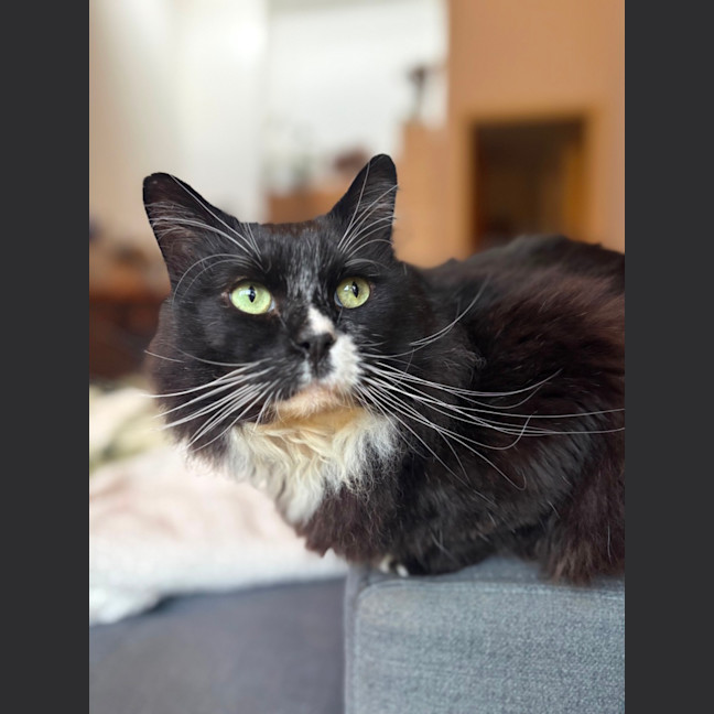 Photo of Arlo 🖤