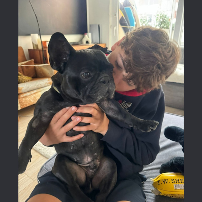 Photo of Vader   5 Year Old French Bulldog