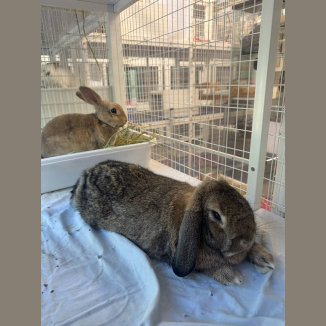 Photo of Tiko & Bonnie