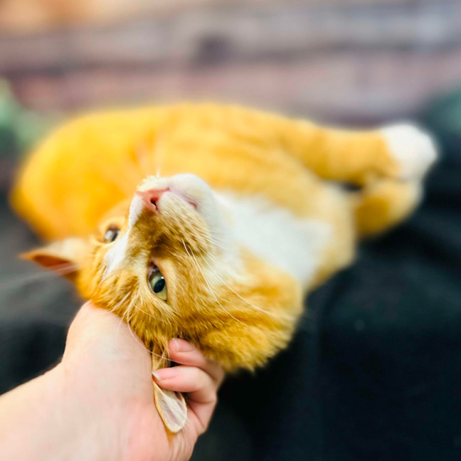 Photo of Thelonious   Located In Fitzroy 