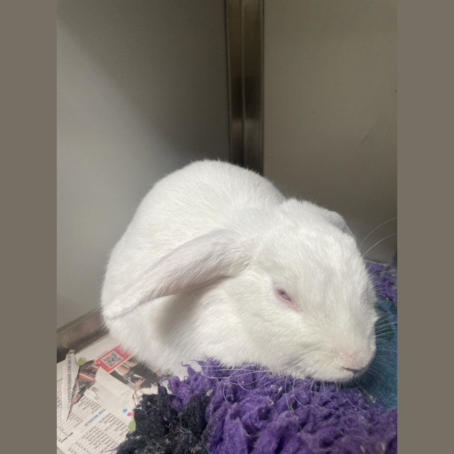 Photo of Bambi (Bonded To Blinky)