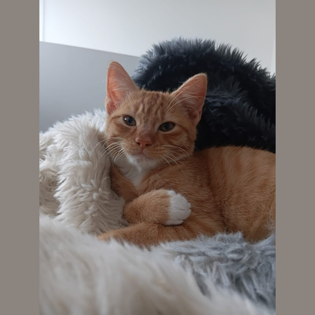 Photo of Snickers