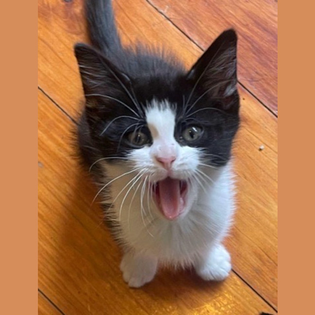 Photo of Bashful
