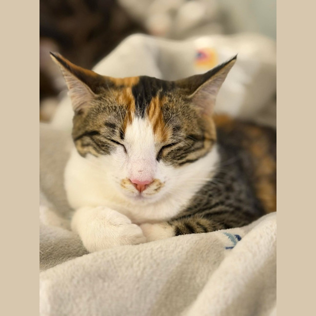 Photo of Squeaky   In Foster Care In Malvern East
