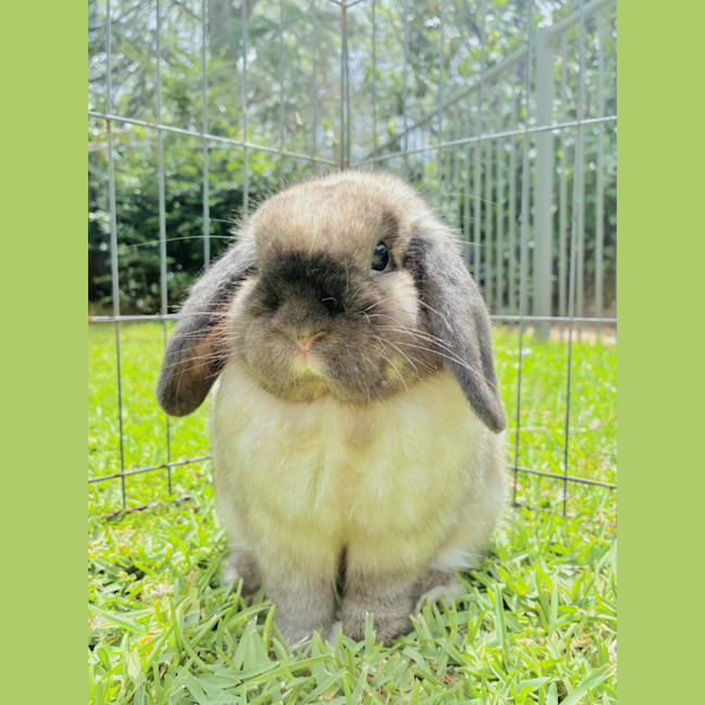 Photo of Smokey