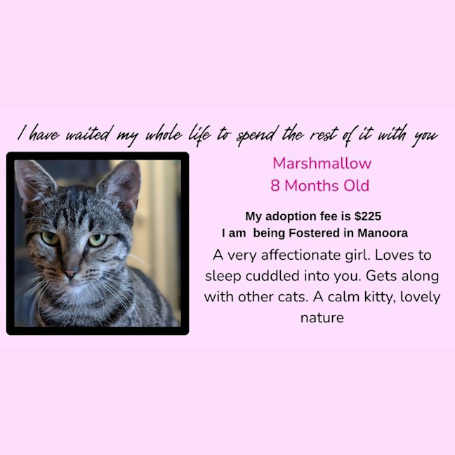Photo of Marshmallow