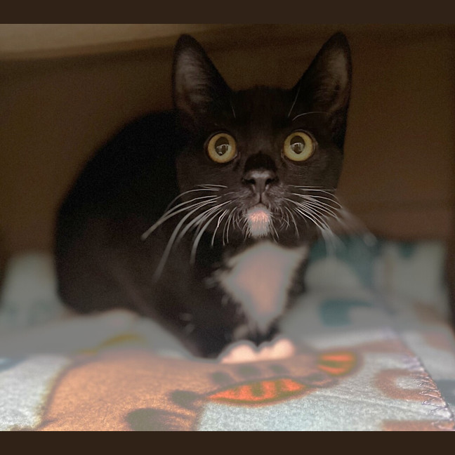 Photo of Rocket