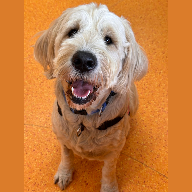 Photo of Kodi