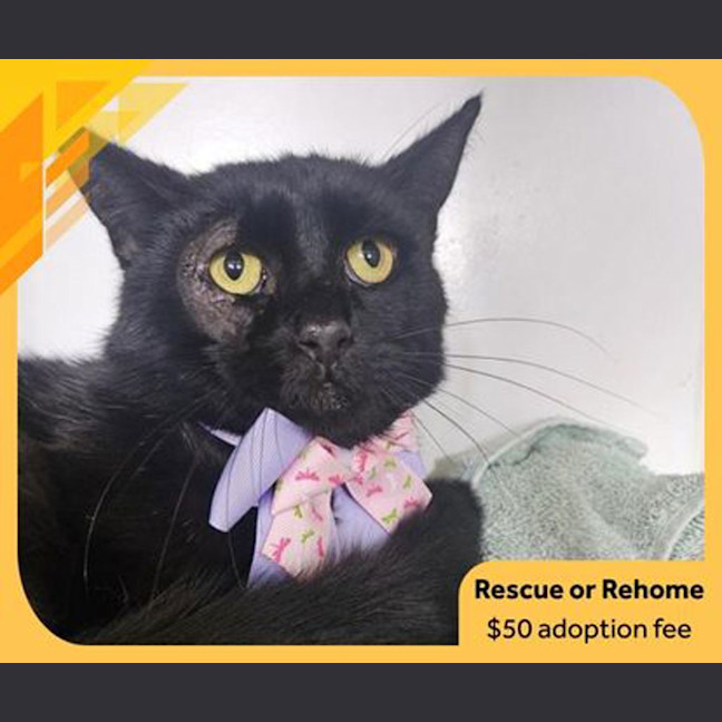 Photo of Binx