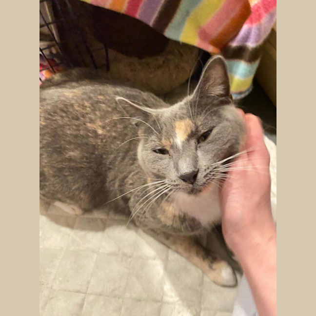Photo of Pippa