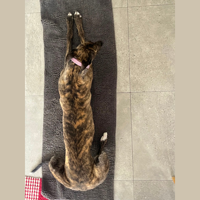 Photo of Lily