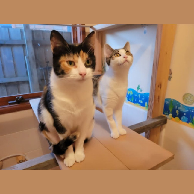 Photo of Milo Nws ** 2nd Chance Cat Rescue**