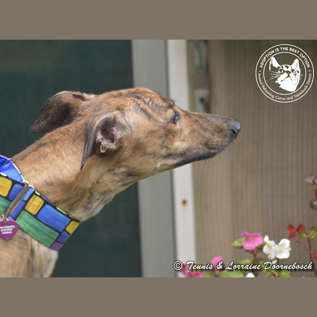 Photo of Tilly (Harra's Tilly)