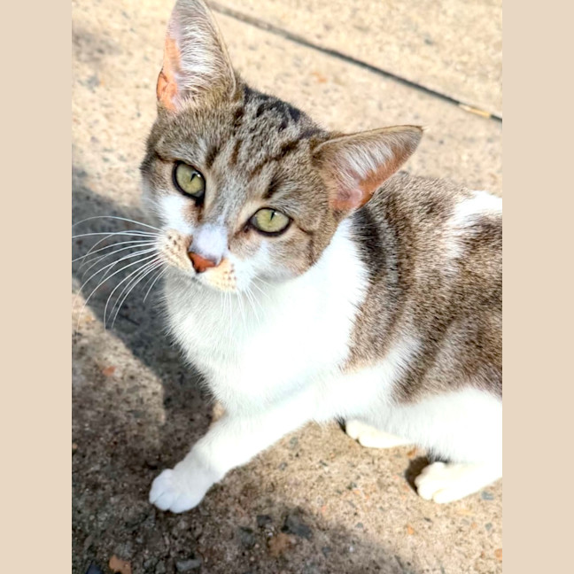 Photo of Josie