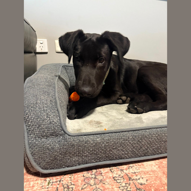 Photo of Oz   5 Month Old German Shepherd X