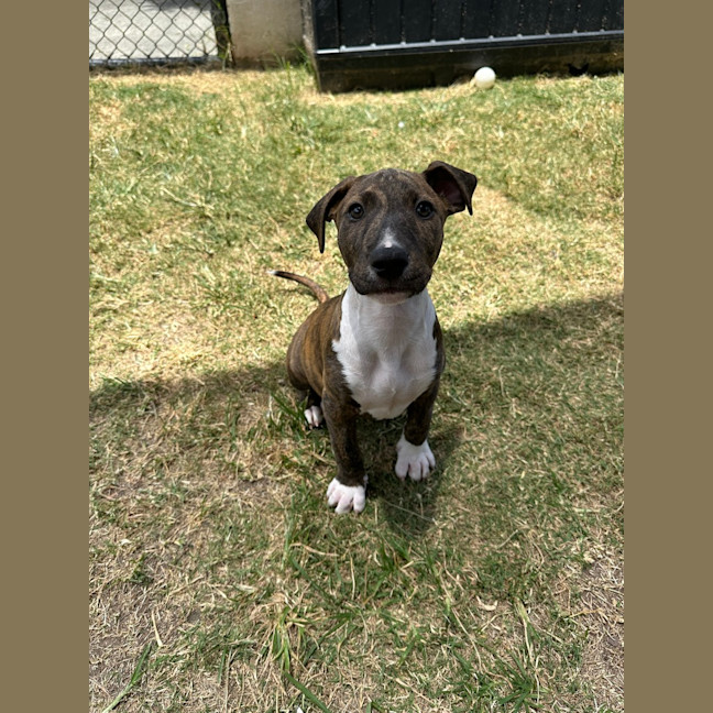 Photo of Snoopy 