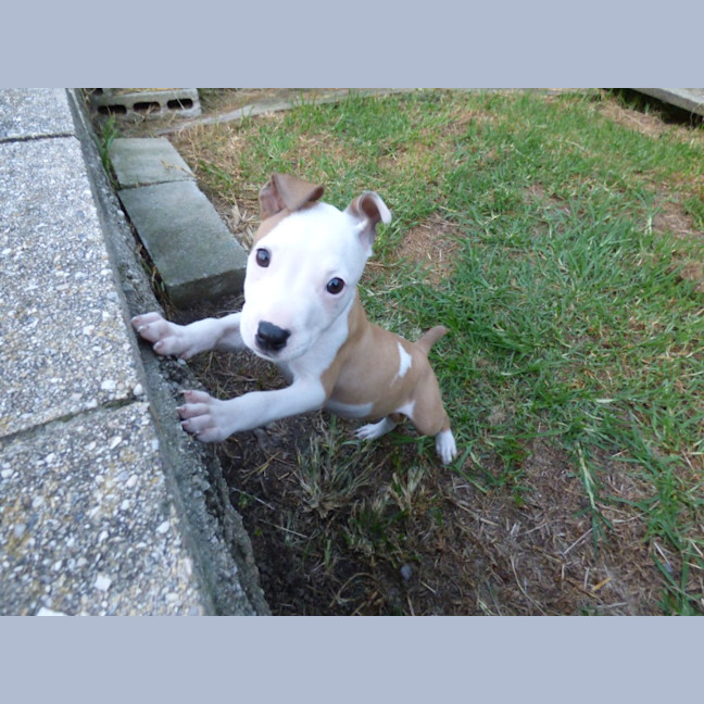 Photo of Kurnell On Hold Adoption Pending