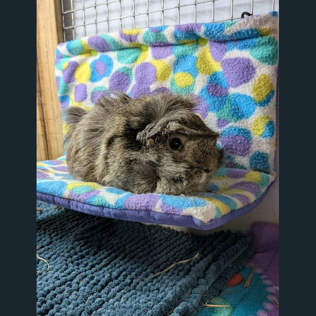 Photo of Womby 