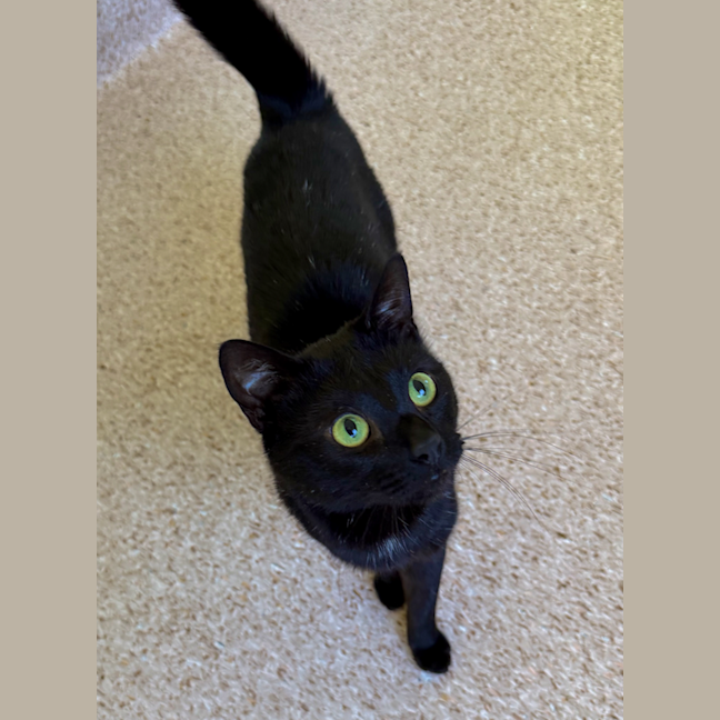Photo of Sherlock