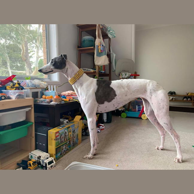 Photo of Molly, They Greyhound