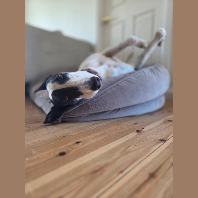 Photo of Bessie, The Greyhound