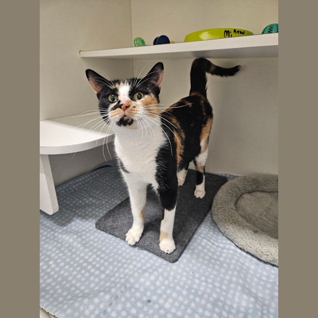 Photo of Mitsi
