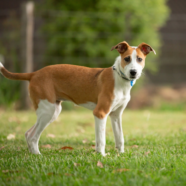 Photo of Ruby (Previously Sophie)