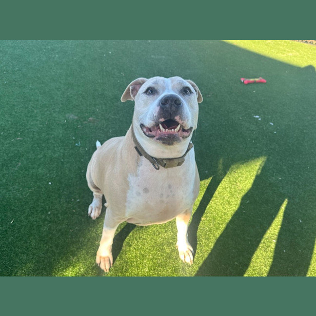 Photo of Spud Imp 1305