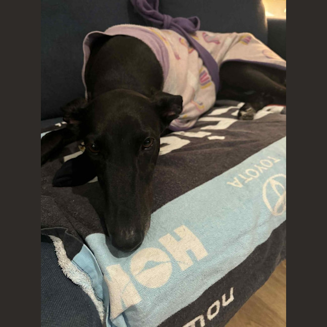 Photo of Carla, They Greyhound