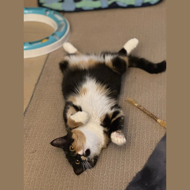 Photo of Gilly Bunny