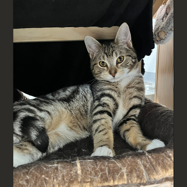 Photo of Juno