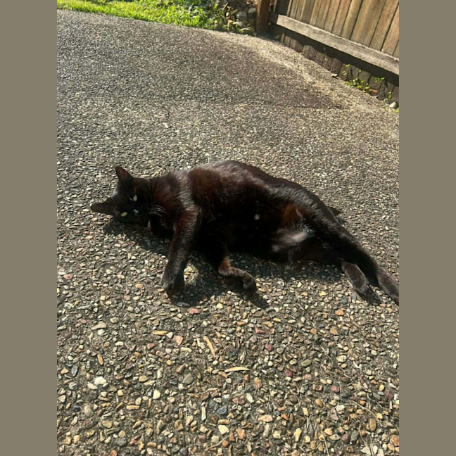 Photo of Miso