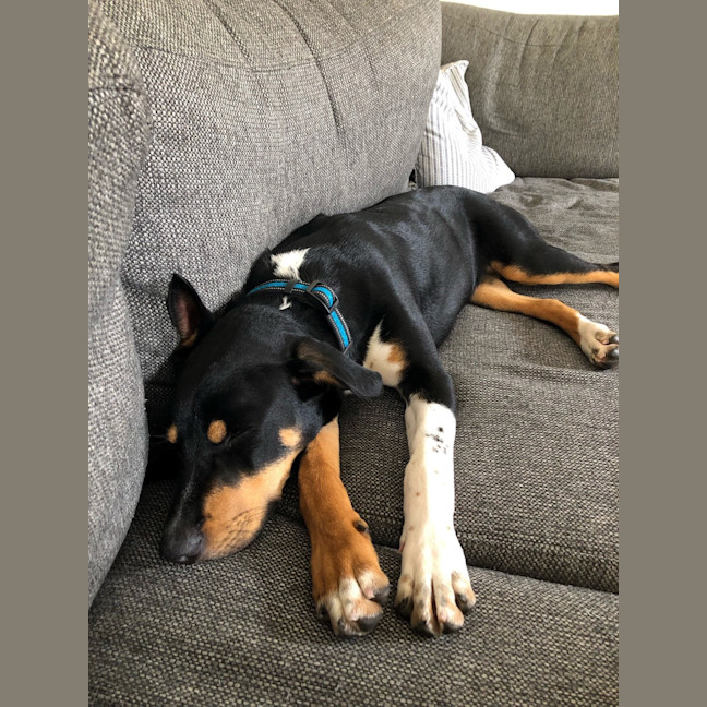 Photo of Dippa