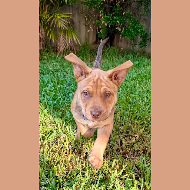 Photo of Franklin   9 Week Old Kelpie X Mastiff